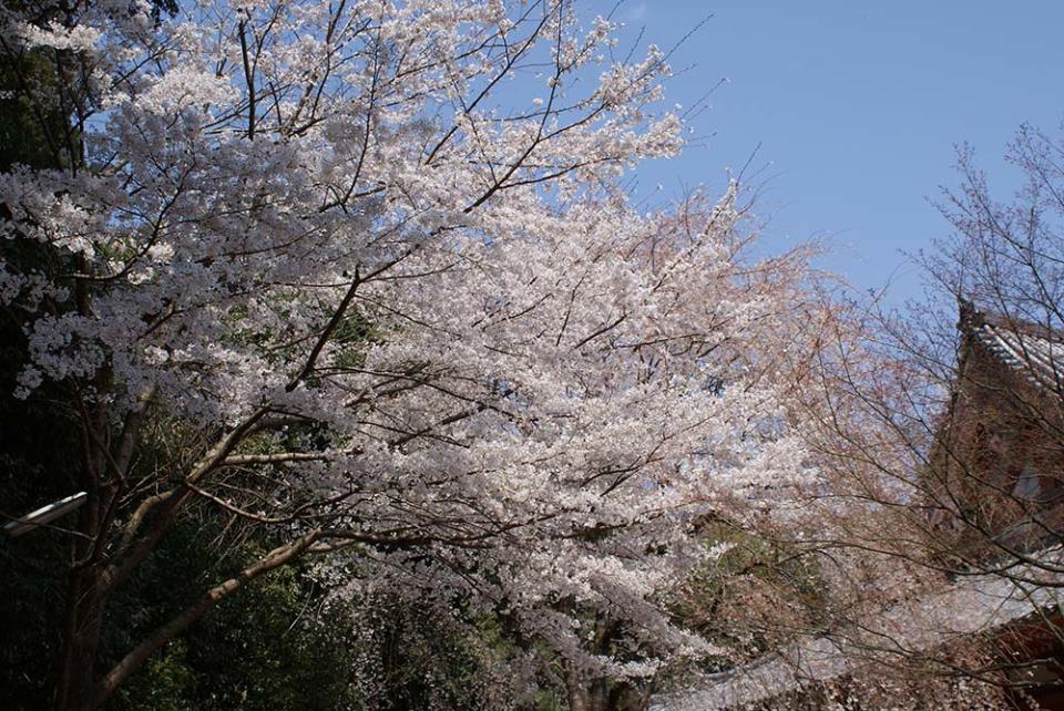 醍醐寺（Image Source : Getty Creative）