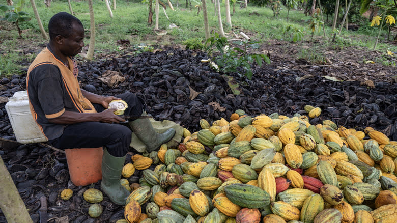 Farmer cutting cocoa pods