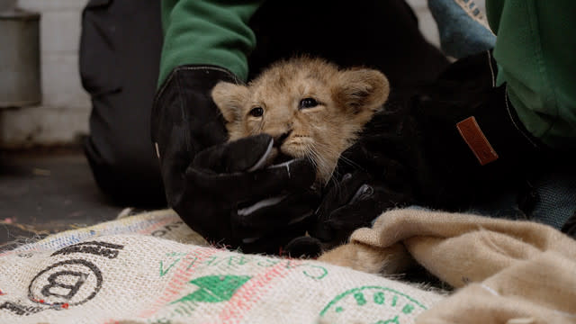 Adorable lion cubs receive first health check