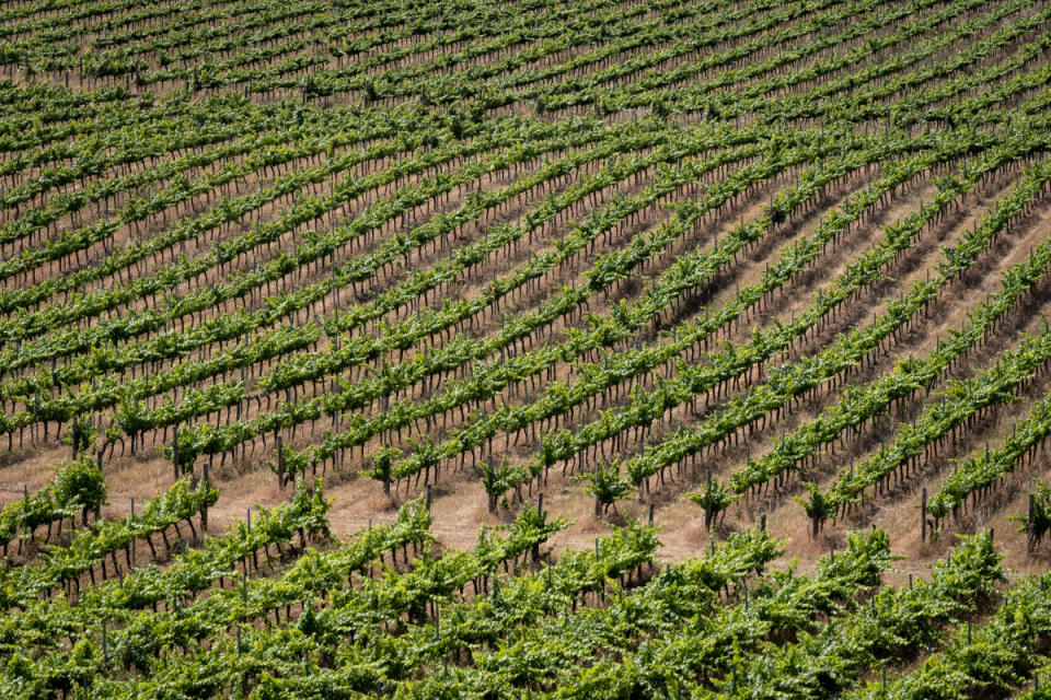 Vineyards of Adega Mayor in East Alentejo<p>Courtesy of Nossa Imports</p>