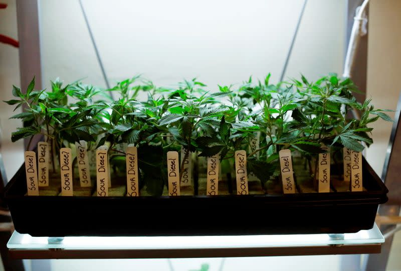 FILE PHOTO: Clones of medicinal marijuana plants are pictured at Los Angeles Patients & Caregivers Group dispensary in West Hollywood