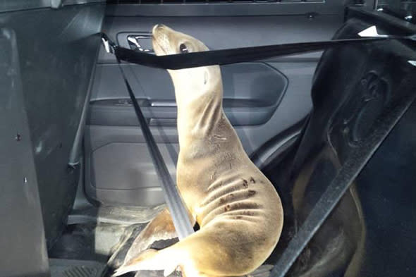 MUST CREDIT: Mendocino County Sheriff/REX. Editorial use onlyMandatory Credit: Photo by Sheriff's/REX Shutterstock (4706386b)California sea lion safely seat-belted in Mendocino County Sheriff's Deputies's police carPolice give lost California sea lion pup a lift, Fort Bragg, California, America  - 19 Apr 2015FULL COPY: http://www.rexfeatures.com/nanolink/qb9iMendocino County Sheriffï¿½s Deputies were on routine patrol near Fort Bragg, California, when they came across a lost soul in need - a tiny California sea lion pup. Sheriffï¿½s Deputies observed a small animal moving slowly in the roadway on Sunday (19 April) and stopped to render aid. Due to the darkness and the dense fog the animal was very difficult to see and would have certainly been struck by a vehicle if the deputies had not stopped.The sea lion pup was reportedly 'grateful' to receive a ride and climbed into the rear of the patrol vehicle. The sea lion pup was transported by the Sheriffï¿½s Deputies and successfully released back to its natural habitat.