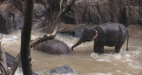 Heartbreaking: Thai authorities shared an image of one survivor attempting to revive its companion. (Reuters) 