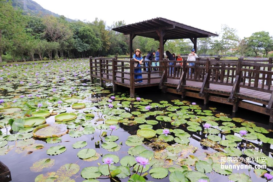 花蓮「蓮城蓮花園」