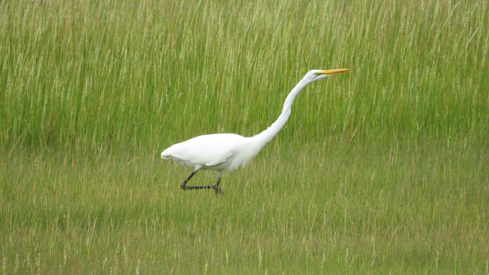 The marsh at the Mass Audubon Wellfleet Bay Wildlife Sanctuary.