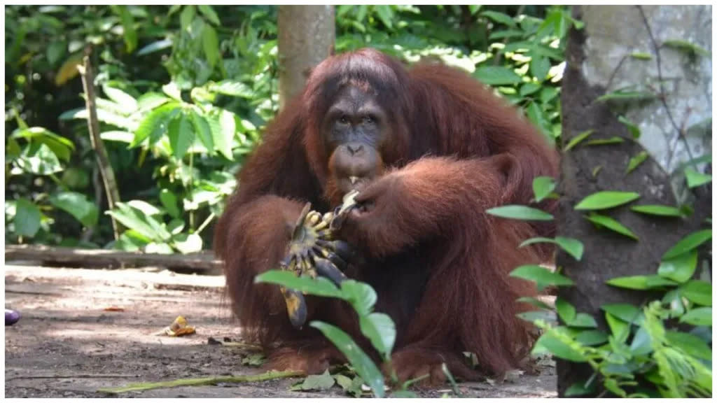 Orangutan Jungle School Season 2 streaming