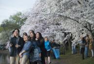 People use a "selfie stick" as they photograph themselves in front of cherry trees as they blossom