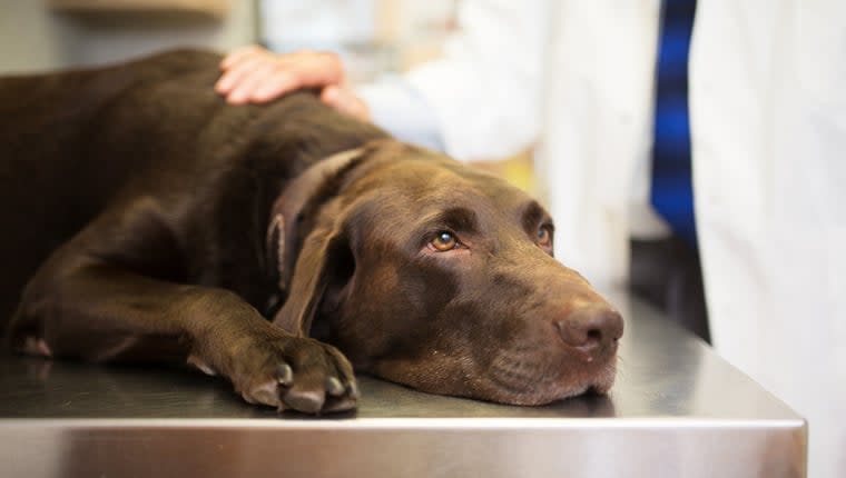 can pancreatitis kill a dog