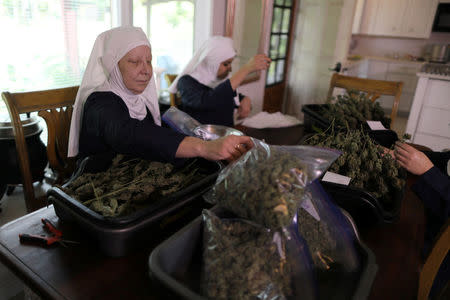 California "weed nun" Christine Meeusen, 57, who goes by the name Sister Kate (L), and India Delgado, who goes by the name Sister Eevee, trim hemp in the kitchen at Sisters of the Valley near Merced, California, U.S., April 18, 2017. REUTERS/Lucy Nicholson