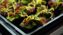 Venus flytraps are seen in a lab at Nanyang Technological University in Singapore