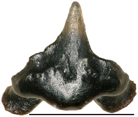 One of the tiny fossilized teeth recovered from the small Cretaceous Period shark named Galagadon, so named for the shape of its teeth, which resemble the spaceships in the video game Galaga in this undated photo provided January 19, 2019. Terry Gates/Field Museum/Handout via REUTERS