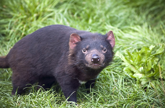 A Tasmanian devil (Thinkstock)