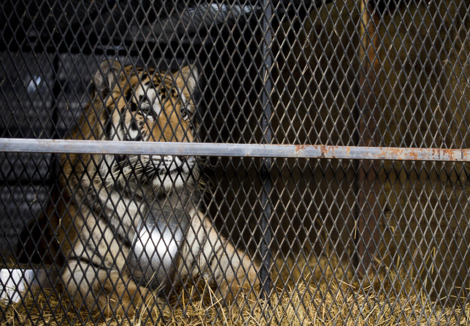 The big cat was said to be healthy. Source: Associated Press