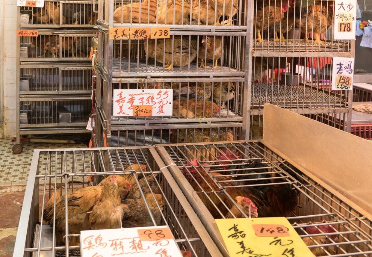 <span class="caption">Places where lots of animals come into contact can help pathogens move from species to species.</span> <span class="attribution"><a class="link " href="https://www.gettyimages.com/detail/photo/chickens-in-cages-royalty-free-image/1001442114" rel="nofollow noopener" target="_blank" data-ylk="slk:Baloncici/iStock via Getty Images Plus;elm:context_link;itc:0;sec:content-canvas">Baloncici/iStock via Getty Images Plus</a></span>