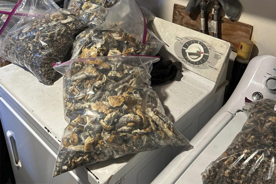 This photo, released by the Connecticut State Police, shows bags of psychedelic mushrooms in a home in Burlington, CT, Thursday, Nov 2, 2023. Federal, state and local authorities allege they found a clandestine mushroom-growing factory, containing psilocybin mushrooms in various stages of growth, with an estimated total street value of $8,500,000. (Connecticut State Police via AP)