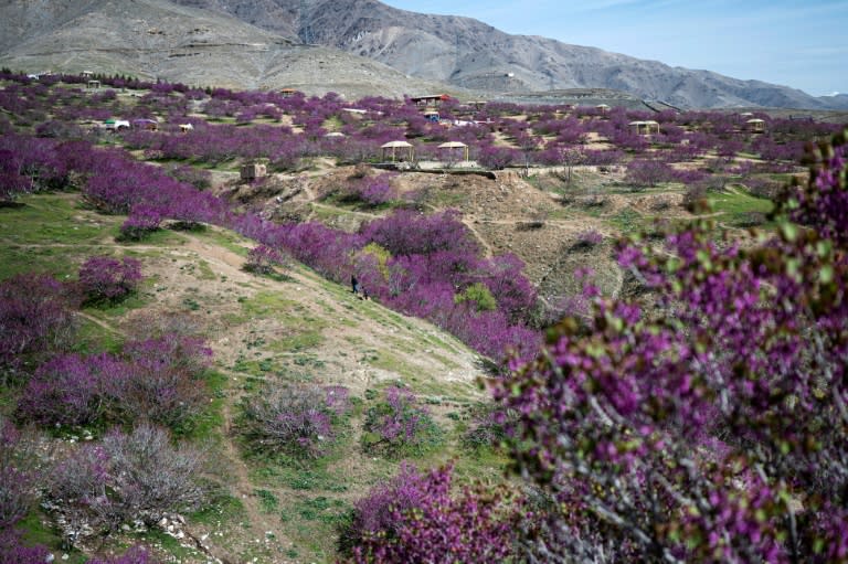 An Afghan tradition sees poets congregate with the first bloom of the Judas Trees, sprouting purple flowers (Wakil KOHSAR)