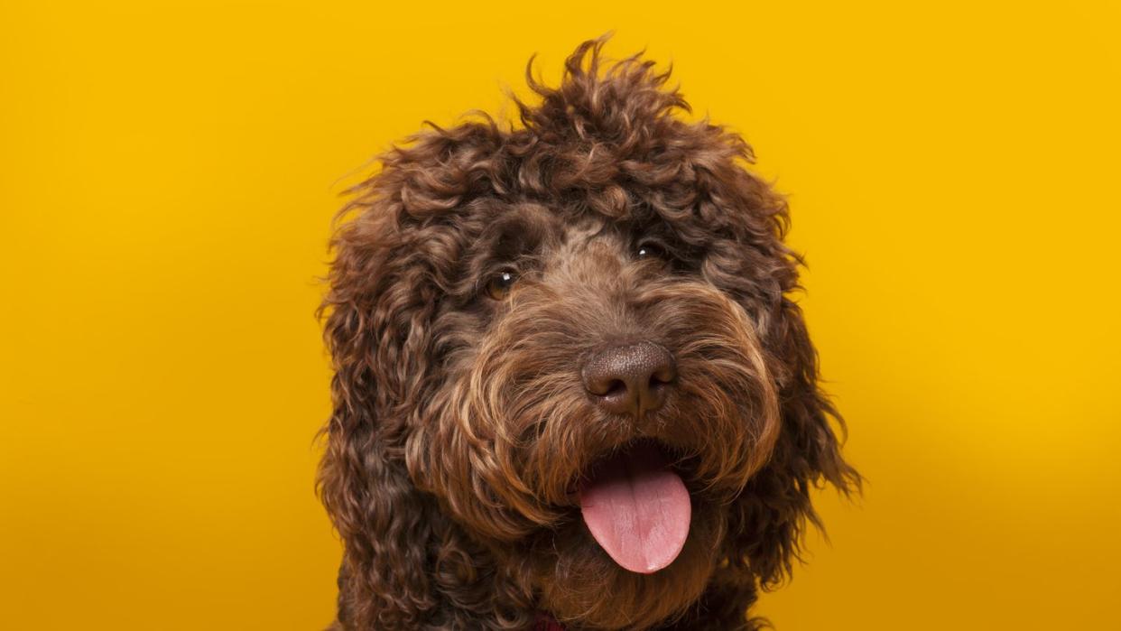 chocolate labradoodle portrait photographed in studio on yellow background