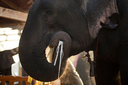 An elephant eats before taking part in an elephant festival, which organisers say aims to raise awareness about elephants, in Sayaboury province, Laos February 17, 2017. REUTERS/Phoonsab Thevongsa