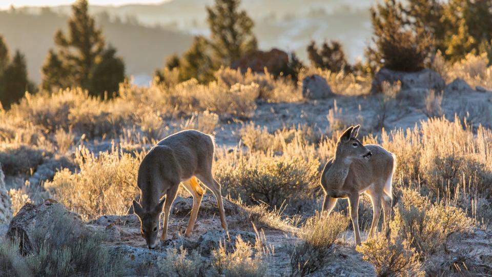 whitetail does in yellowstone national park