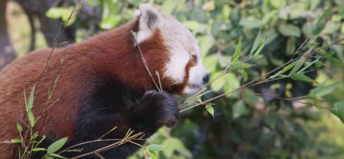 a red panda eating bamboo