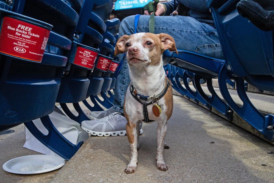 Ricky waits for his owner Madelyn Wojnisz to return from the concession stand during the Wilmington Blue Rocks South Atlantic League home opener against the Hickory Crawdads at Frawley Stadium in Wilmington, Tuesday, April 11, 2023. Hickory won 3-2.