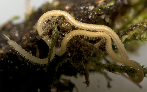 Millipede's 750 Wiggling Legs Snag World Record