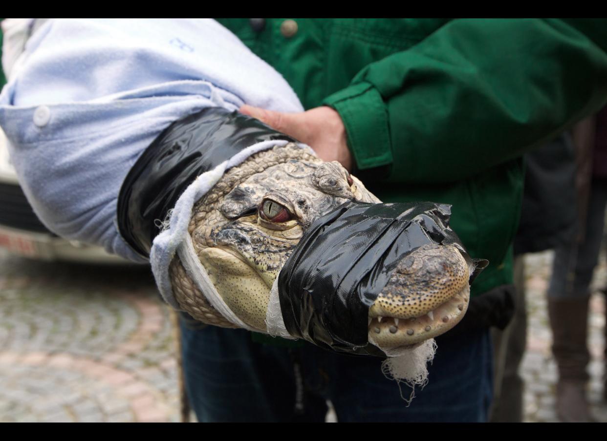 A man holds a crocodile with tape around its mouth, as workers from the Natuurhulpcentrum, a wildlife rehabilitation center, collect several crocodiles at a villa in Lapscheure, near the Dutch border, on Dec. 22, 2011. Police discovered eleven Nile crocodiles and one alligator (all alive) in a villa rented by a German man, Rolf D., during an investigation into financial fraud.