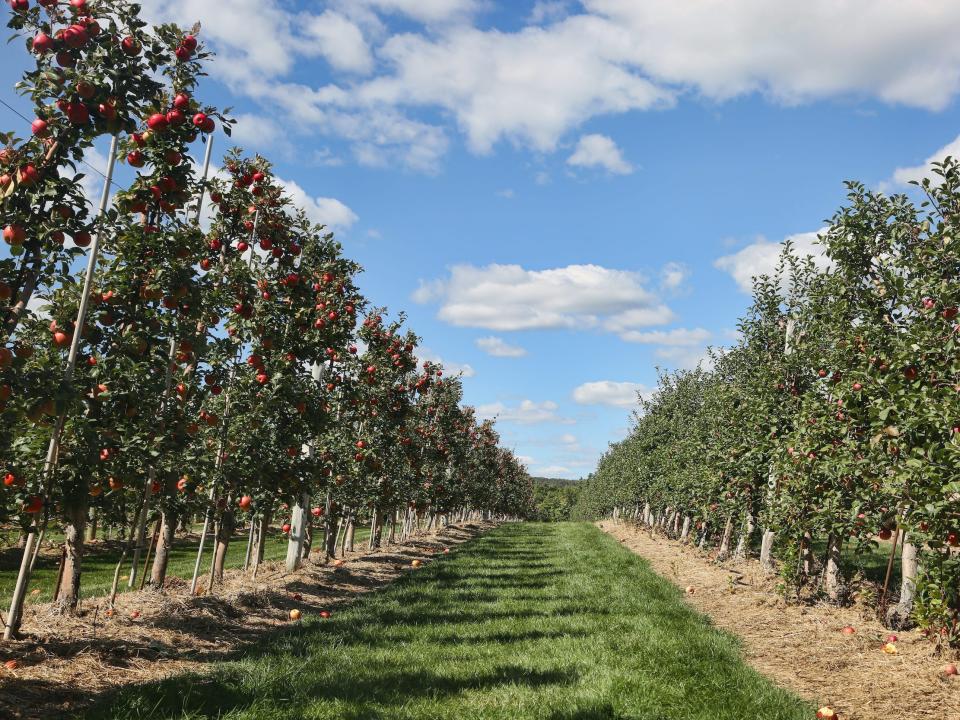 Apple orchard