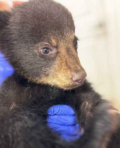 <p>Appalachian Wildlife Refuge</p> Bear cub that was pulled from tree in North Carolina