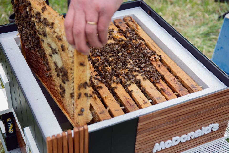 McDonald’s opens 'world's smallest restaurant' for bees