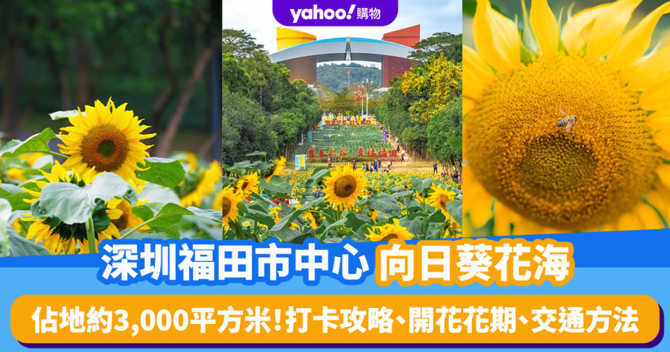 深圳旅遊｜市民廣場向日葵花海！佔地約3,000平方米 附打卡攻略、開花花期、交通方法