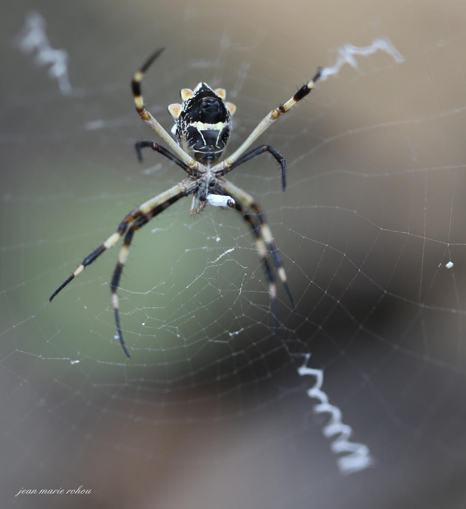 IMG_0738 The spider Silver Argiope in action par jean marie9