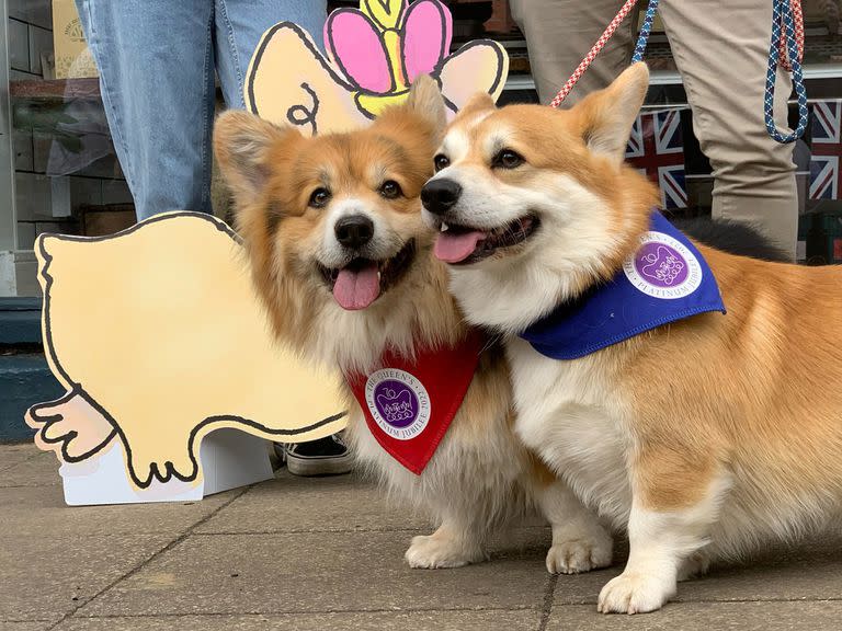 Los corgis de Monika Katona, Dobi y Lemmy, en las celebraciones del Jubileo de Platino, el 2 de junio de 2022