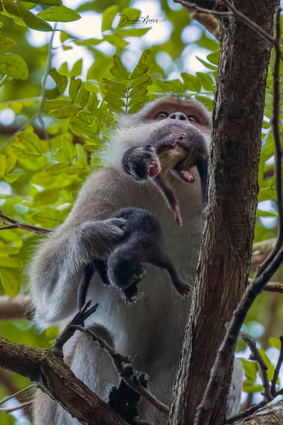 Facebook user Daniela Moses shared rare pictures of a long-tailed macaque that had captured baby common palm civets in Singapore, posted October 2021. (Photo: Daniela Moses)