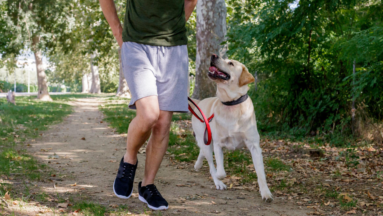  Person walking a dog on a leash. 