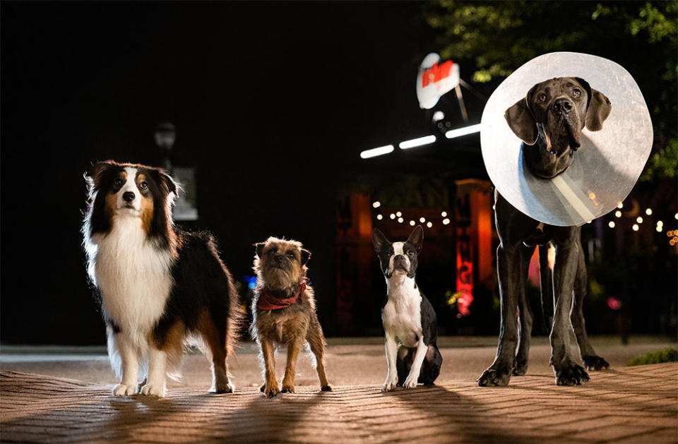 From left: Maggie Isla Fisher, Reggie Will Ferrell, Bug Jamie Foxx, and Hunter Randall Park in Strays.