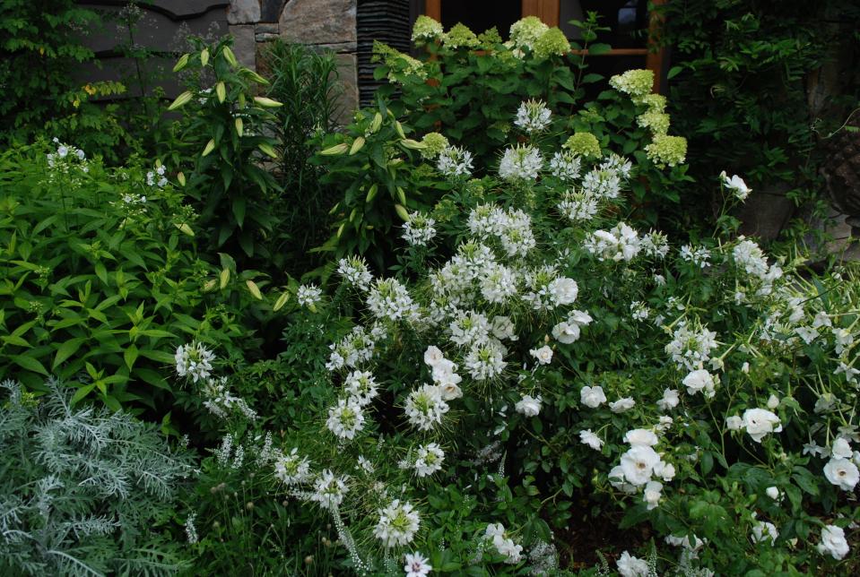 White gardLilies and cleome and hydrangeas make a nice addition to a white garden.