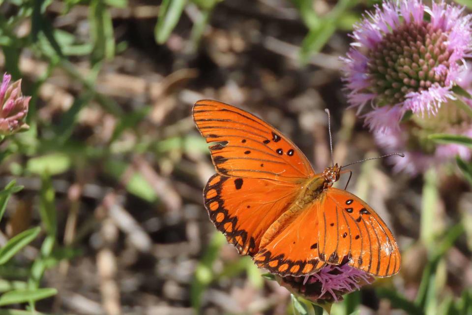 Courtesy of Gardena Willows Wetland Preserve