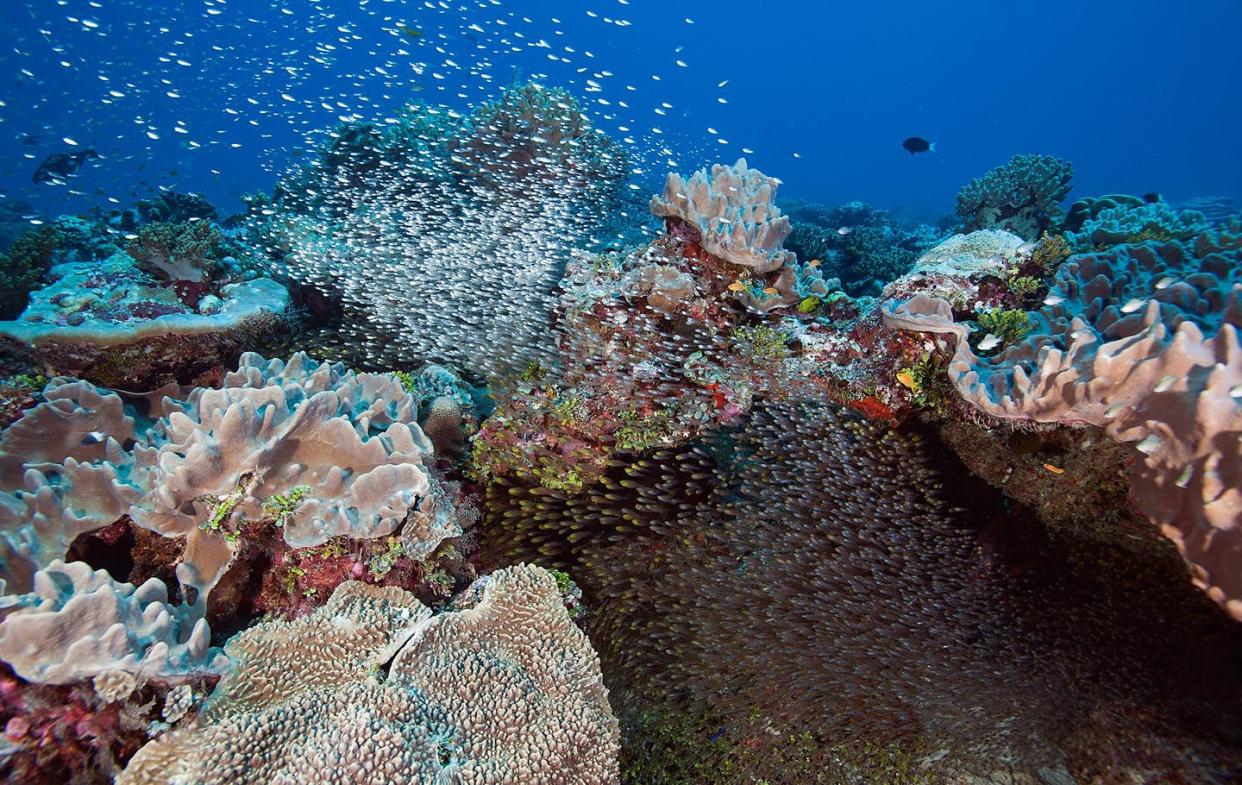 <span class="caption">The Chagos Reef was vibrant before the heat wave.</span> <span class="attribution"><a class="link " href="https://www.livingoceansfoundation.org/publication/global-reef-expedition-chagos-archipelago-final-report/" rel="nofollow noopener" target="_blank" data-ylk="slk:Ken Marks/Khaled bin Sultan Living Oceans Foundation;elm:context_link;itc:0;sec:content-canvas">Ken Marks/Khaled bin Sultan Living Oceans Foundation</a></span>