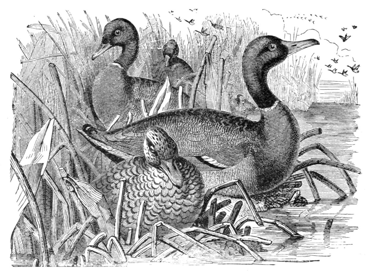A drawing of a mallards from Frank M. Chapman’s 1894 book "Visitor’s Guide to the Collection of Birds."