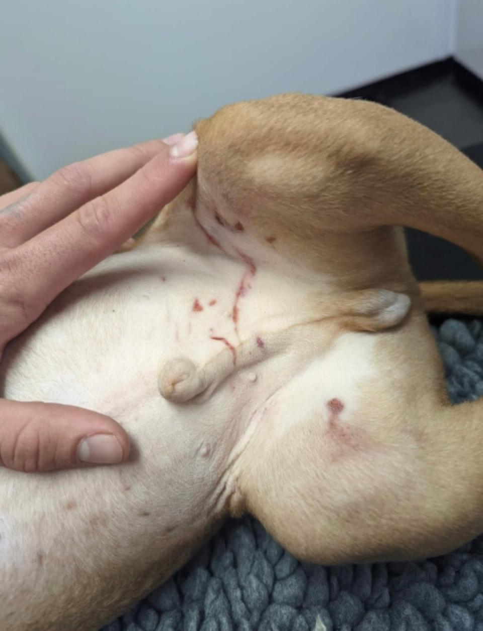 American bully pup Rocko had cigarette burns on his groin and abrasions consistent with being scratched by fingernails (RSPCA / SWNS)