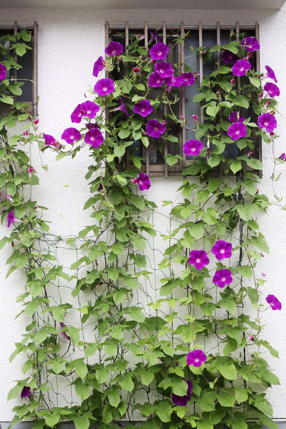 <p>Morning glories live up to their name, opening in the morning sunshine. They grow quickly from seed. Pick off the dried seeds after they bloom if you don't want them to self-sow next year.</p><p><a class="link " href="https://go.redirectingat.com?id=74968X1596630&url=https%3A%2F%2Fwww.burpee.com%2Fflowers%2Fmorning-glories%2Fmorning-glory-heavenly-blue-prod000284.html&sref=https%3A%2F%2Fwww.countryliving.com%2Fgardening%2Fgarden-ideas%2Fadvice%2Fg1456%2Ffast-growing-vines%2F" rel="nofollow noopener" target="_blank" data-ylk="slk:SHOP MORNING GLORY SEEDS;elm:context_link;itc:0;sec:content-canvas">SHOP MORNING GLORY SEEDS</a></p>