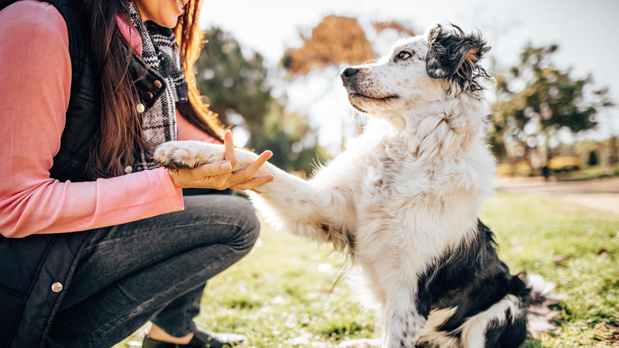  Dog training session at the park 