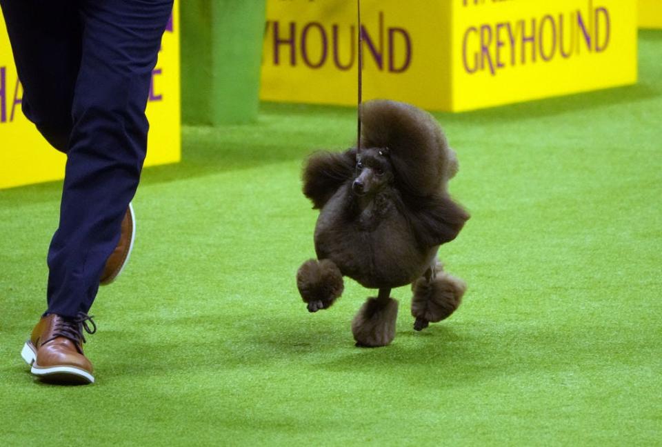 Sage, winner of the 2024 Westminster dog show.
