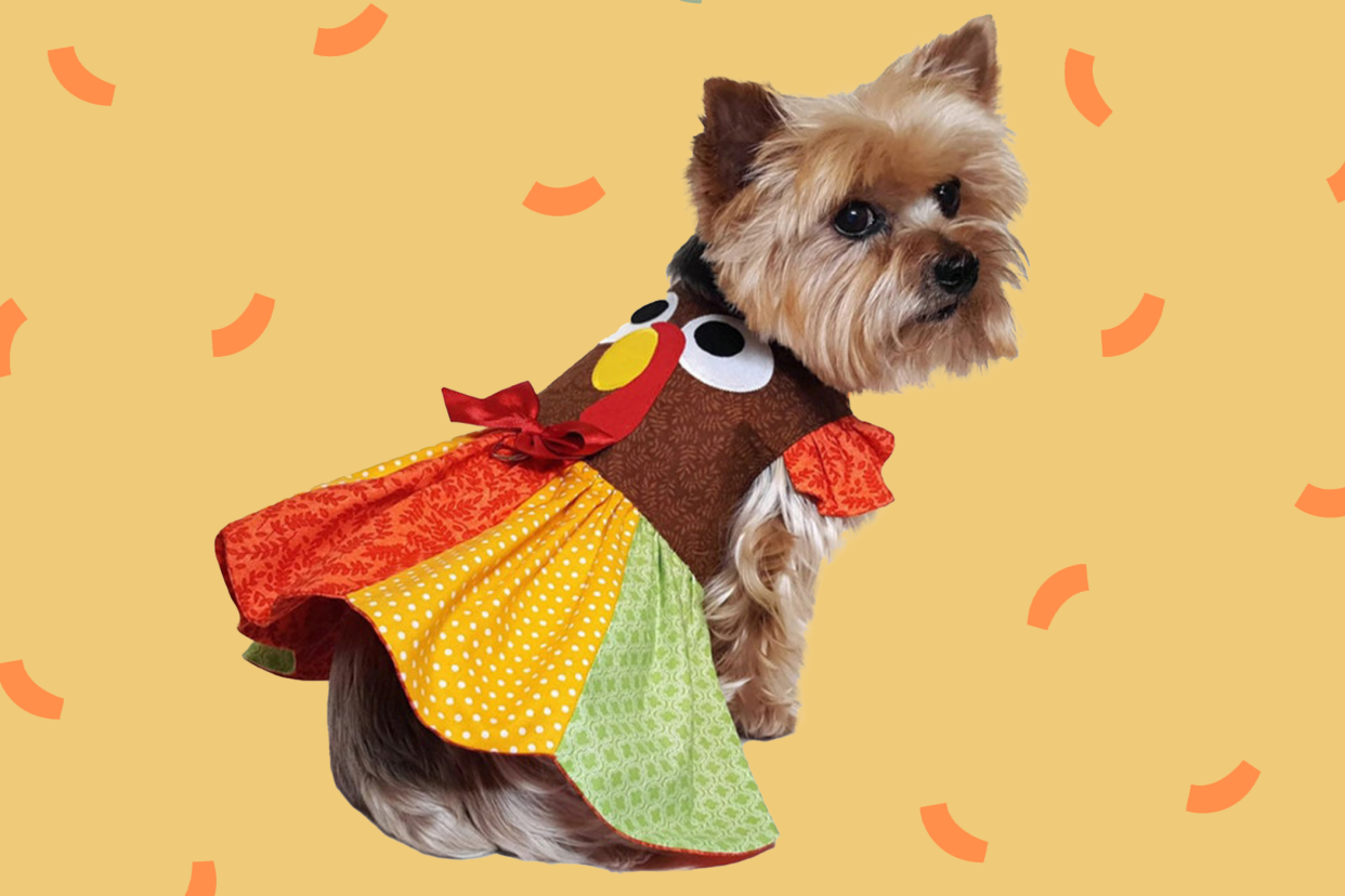 yorkie wearing a cute thanksgiving outfit on a yellow background