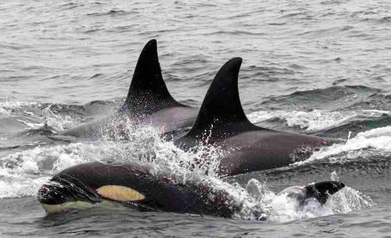 Photo from Monterey Bay Whale Watch via AP.