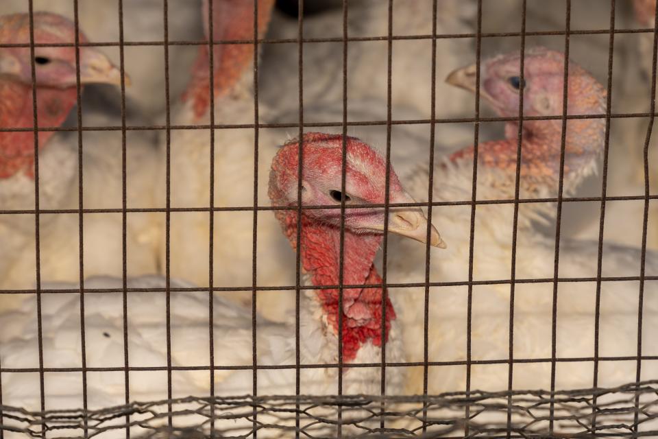 Turkeys at Lee Turkey Farm in East Windsor.