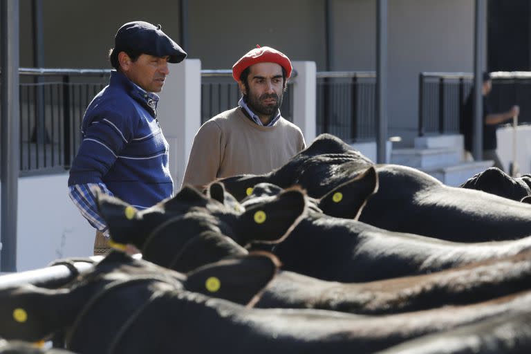 Primer día de la Rural de Palermo 2022, ingreso de animales.