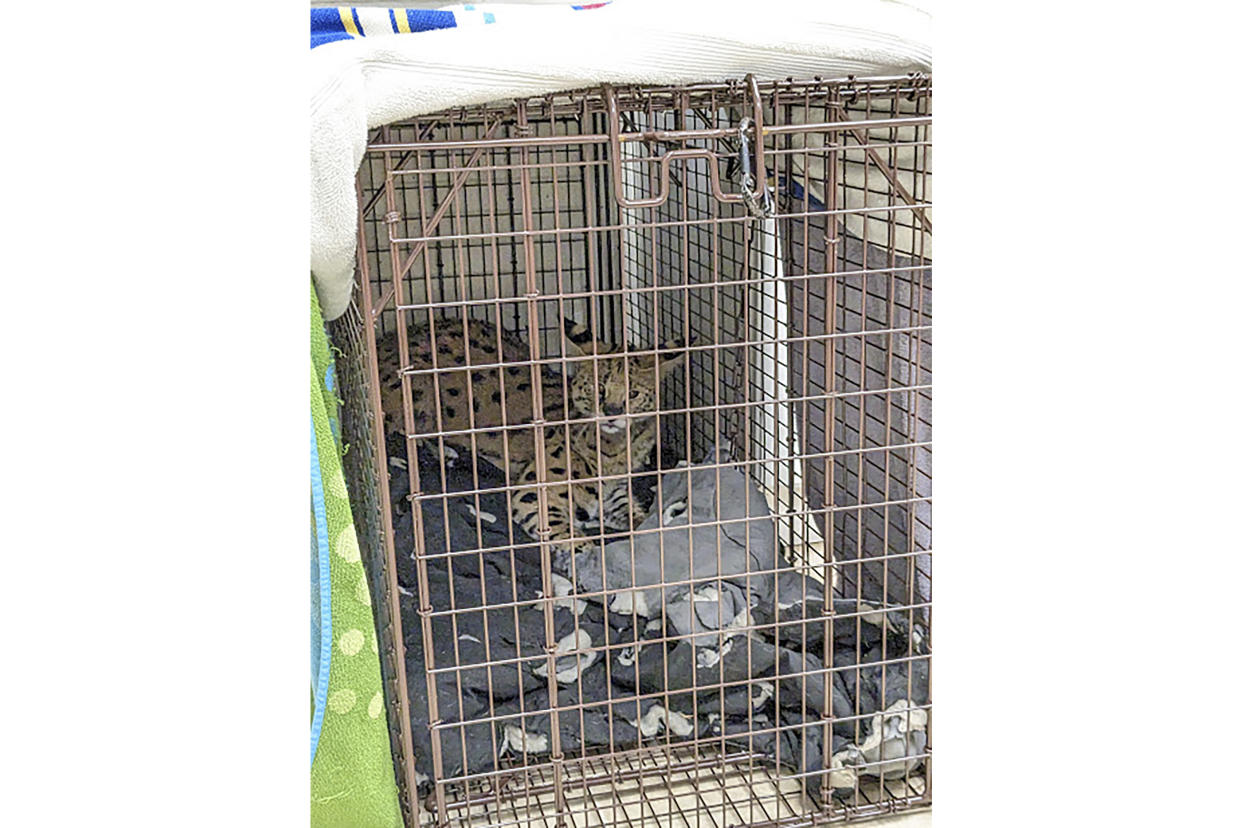 This January 2023 photo provided by Cincinnati Animal CARE shows a serval being treated after it was found to have cocaine in its system in Cincinnati. The cat was later transported to the Cincinnati Zoo. (Ray Anderson/Cincinnati Animal CARE via AP)