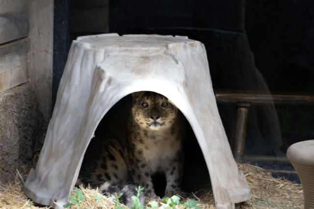 Milenka, Utah snow leopard, dies at age 15